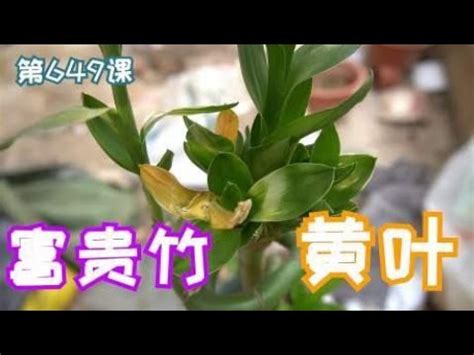 發財竹|富貴竹變黃原因&預防方法，富貴竹風水擺放&培植方法 – 樂語雅閣